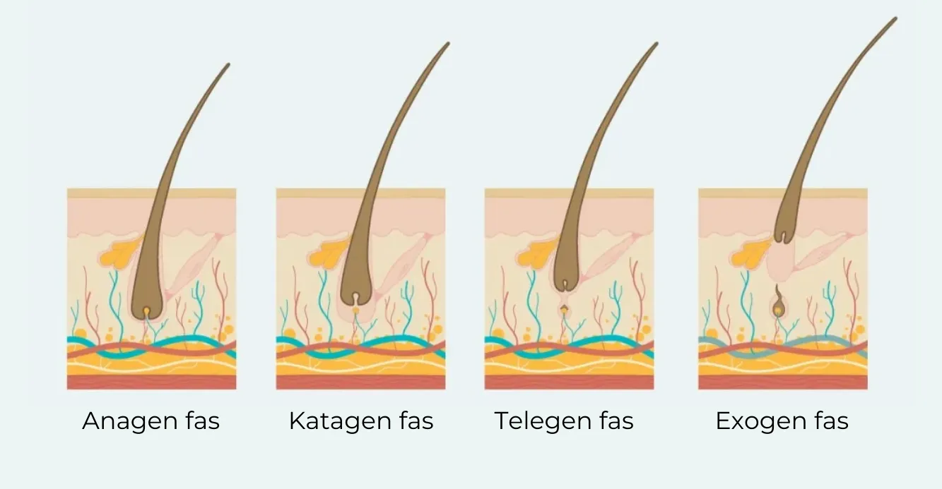 En illustrativ bild på hårets faser: Anagen fas, Katagen fas, Telegen fas och Exogen fas